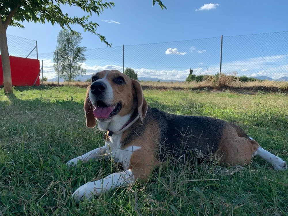 Escuela y Residencia Canina DS-Kan Granada - Granada pet otel görseli 3