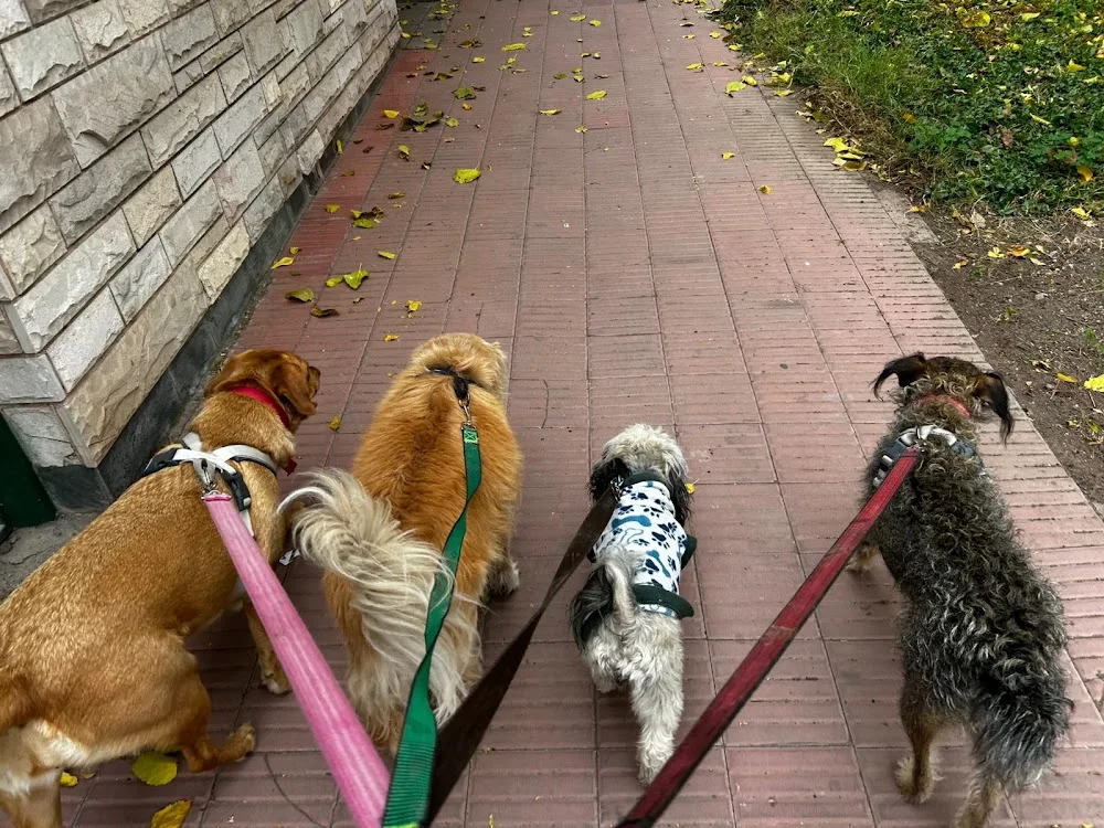 Ladridos Guarderia y Paseos Caninos - Granada pet otel
