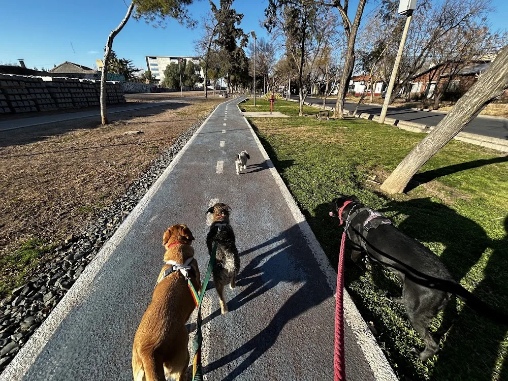 Ladridos Guarderia y Paseos Caninos - Granada pet otel görseli 3