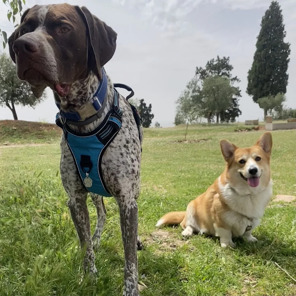 Paseo de perritos - Granada pet otel görseli 3