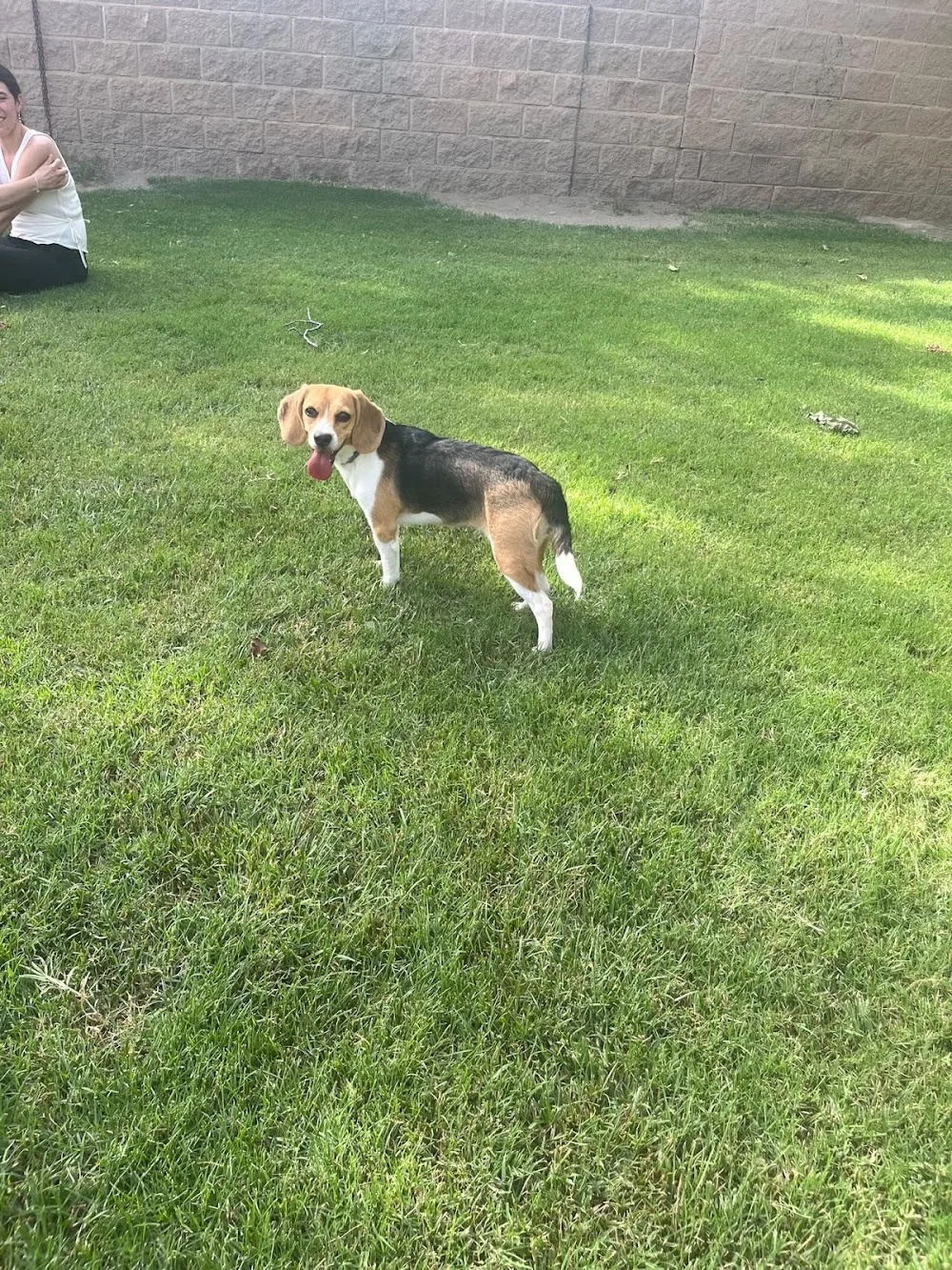 Residencia Canina El Sagasta - Granada pet otel görseli 3