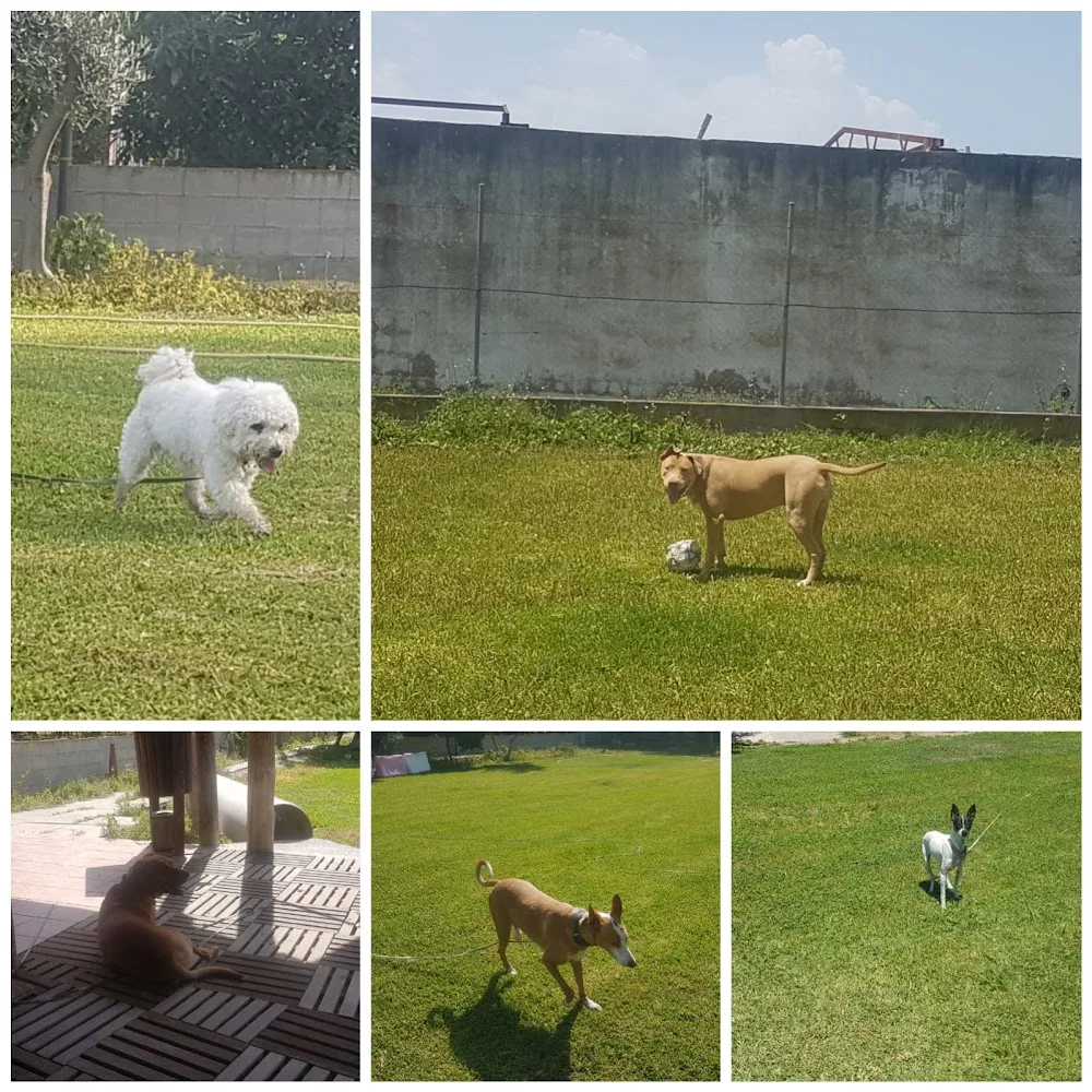 Residencia canina Montemar - Granada pet otel
