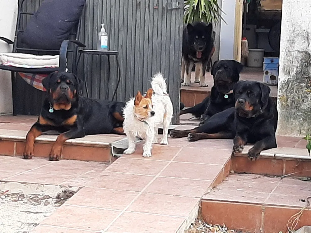 Sierra Pelada Cuidado mascotas. Boarding kennels & cattery - Granada pet otel