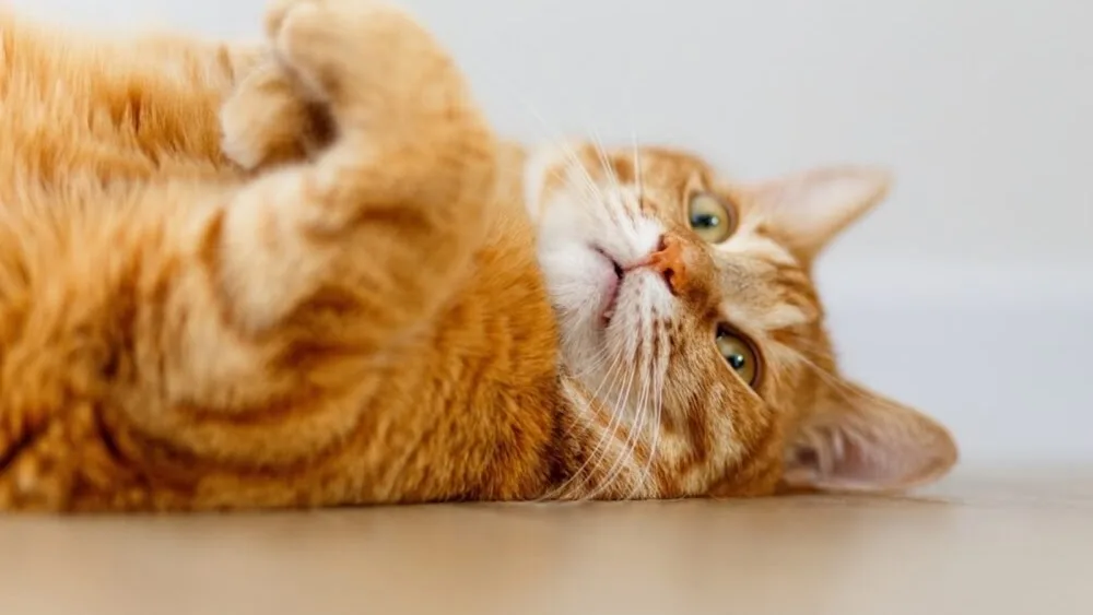 Cat's Inn - Pension pour chats - Grand-Est pet otel