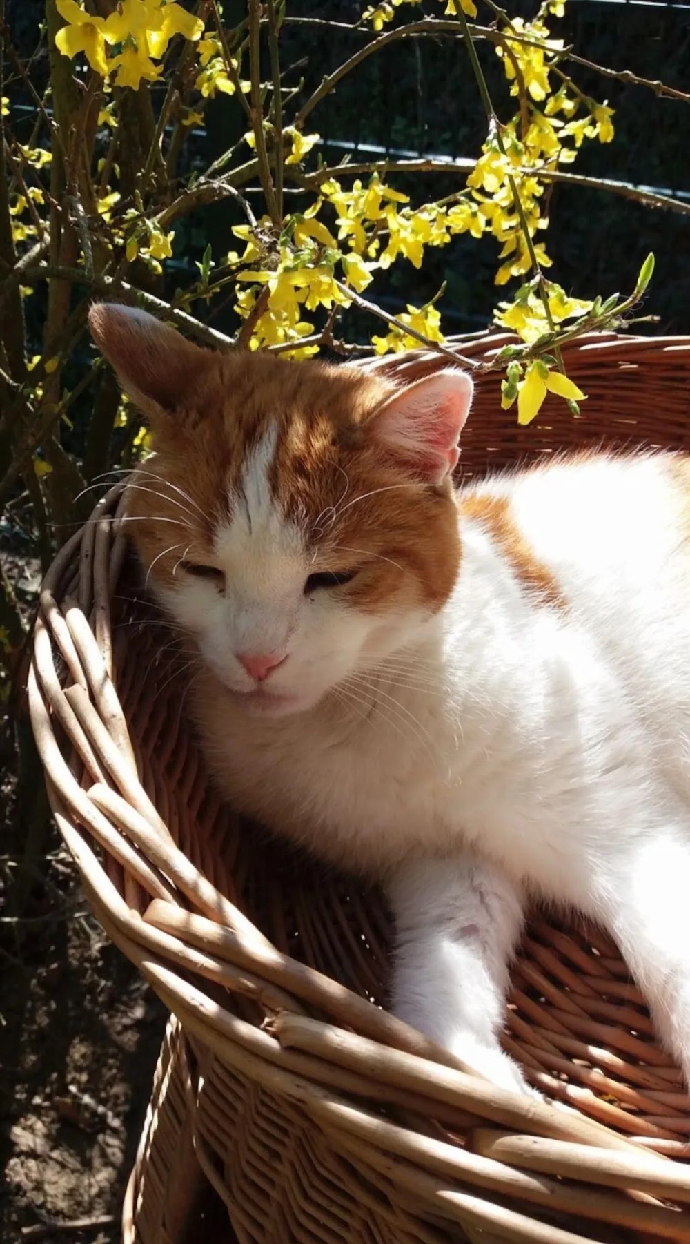 Cat's Inn - Pension pour chats - Grand-Est pet otel görseli 3
