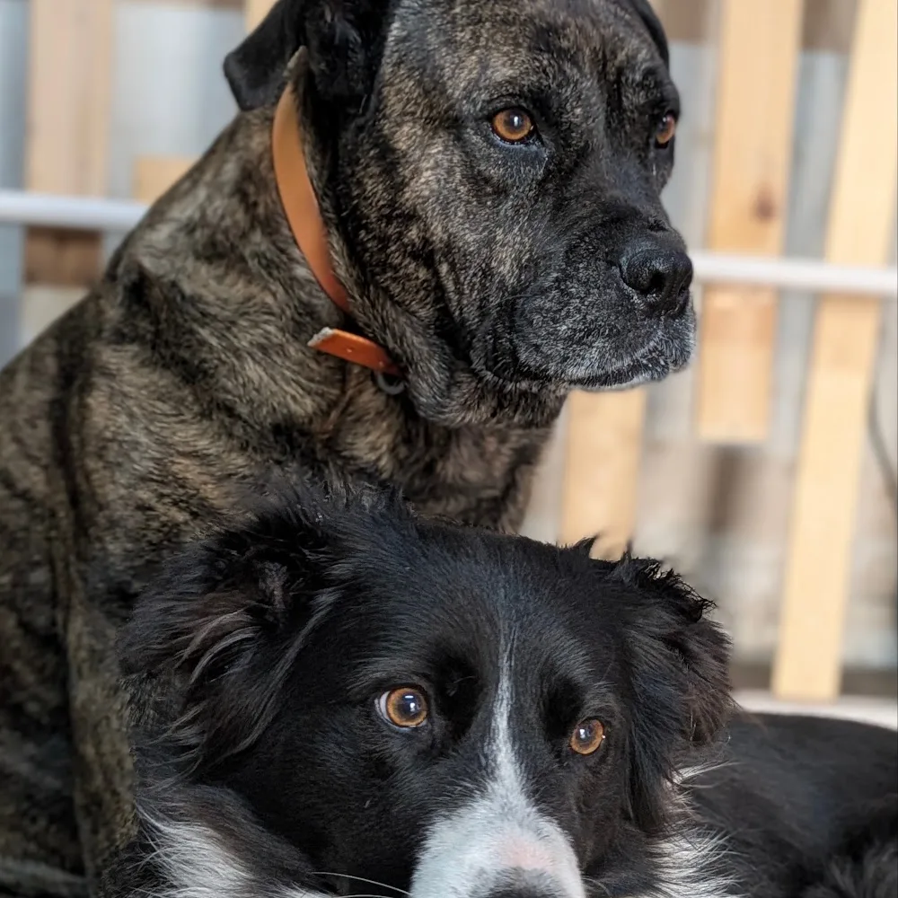 centre Canin du Longeau - Grand-Est pet otel görseli 4