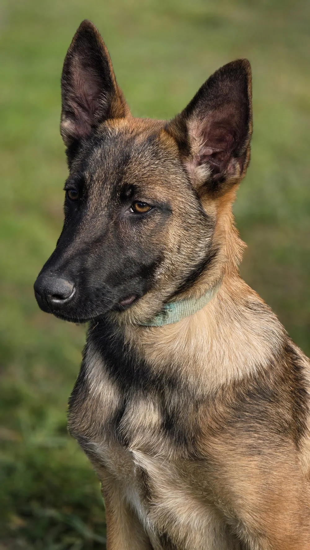 Centre canin pension canin&felin 2 anges gardiens - Grand-Est pet otel