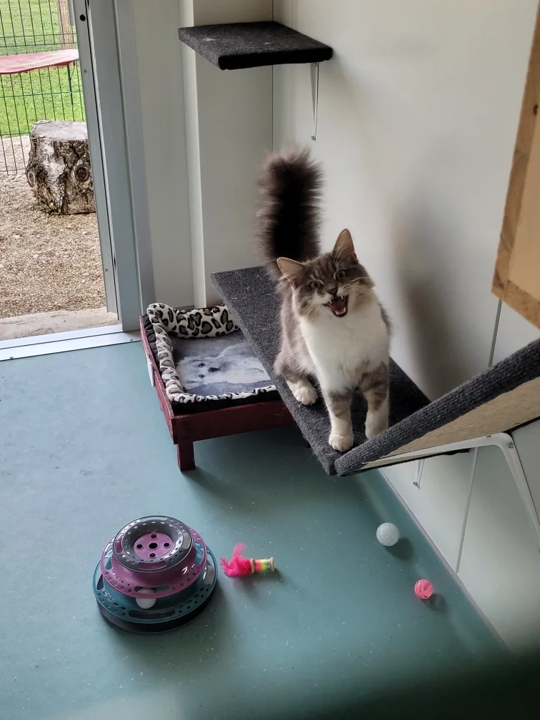 -CHATMAL'HOME - Grand-Est pet otel