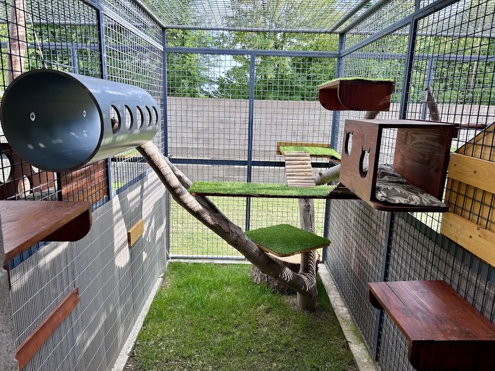 Cosy cats - Grand-Est pet otel görseli 7