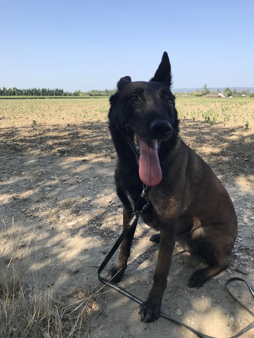 Des terres de benji - Grand-Est pet otel görseli 3