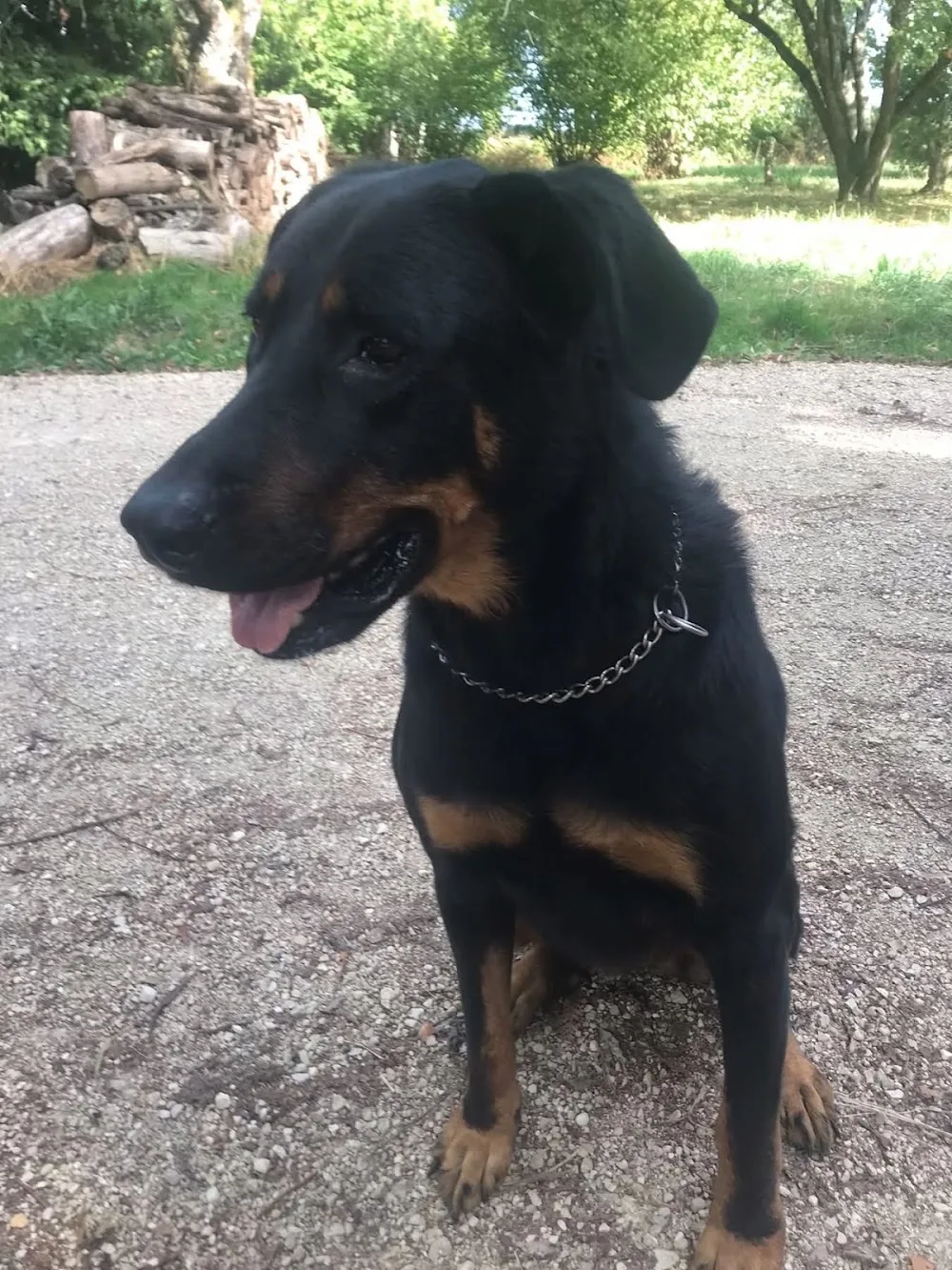 Des terres de benji - Grand-Est pet otel görseli 6