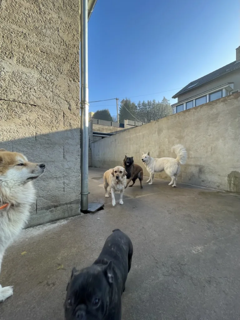 Dogs-sitter 57 - Grand-Est pet otel görseli 3