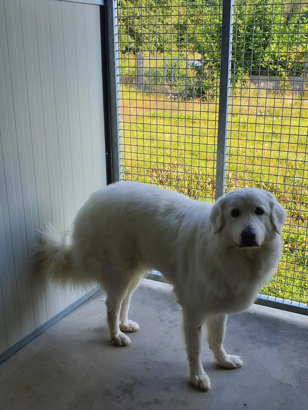 Domaine de loumeo - Grand-Est pet otel