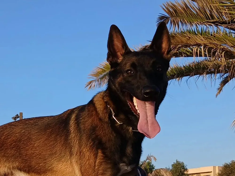 Elevage et pension canine du Bois Blanc Val (SARL Des Cotes Noires) - Grand-Est pet otel görseli 10