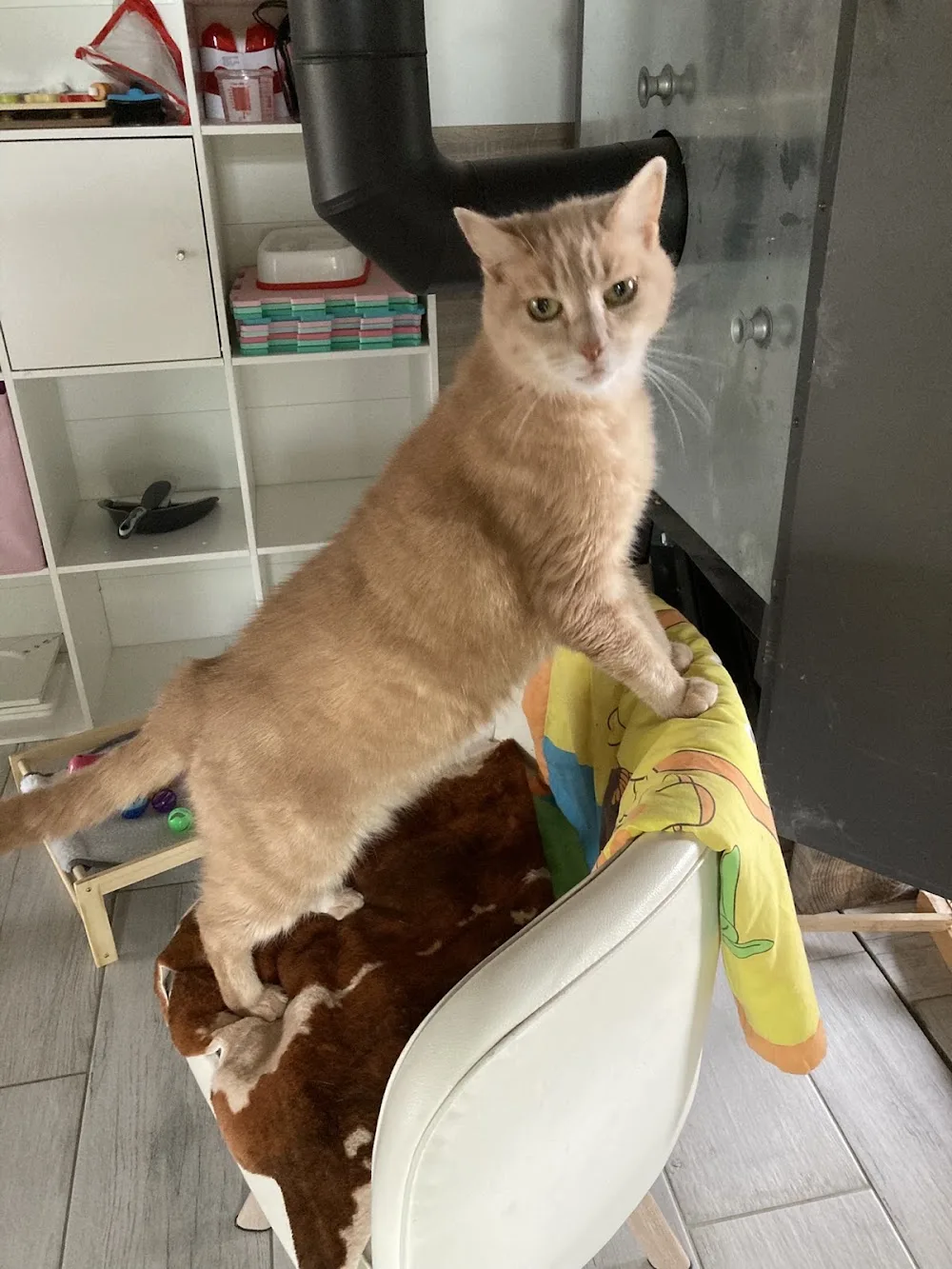 Hôtel du Chat'Pitre - Grand-Est pet otel görseli 6