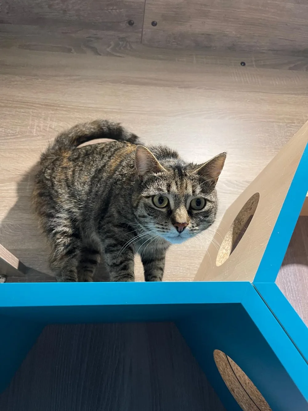 Hôtel du Chat'Pitre - Grand-Est pet otel görseli 7