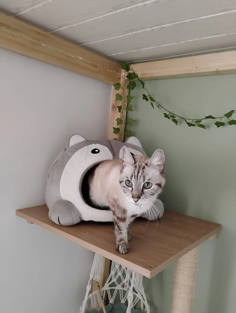 La Cabane des Félins - Grand-Est pet otel görseli 2