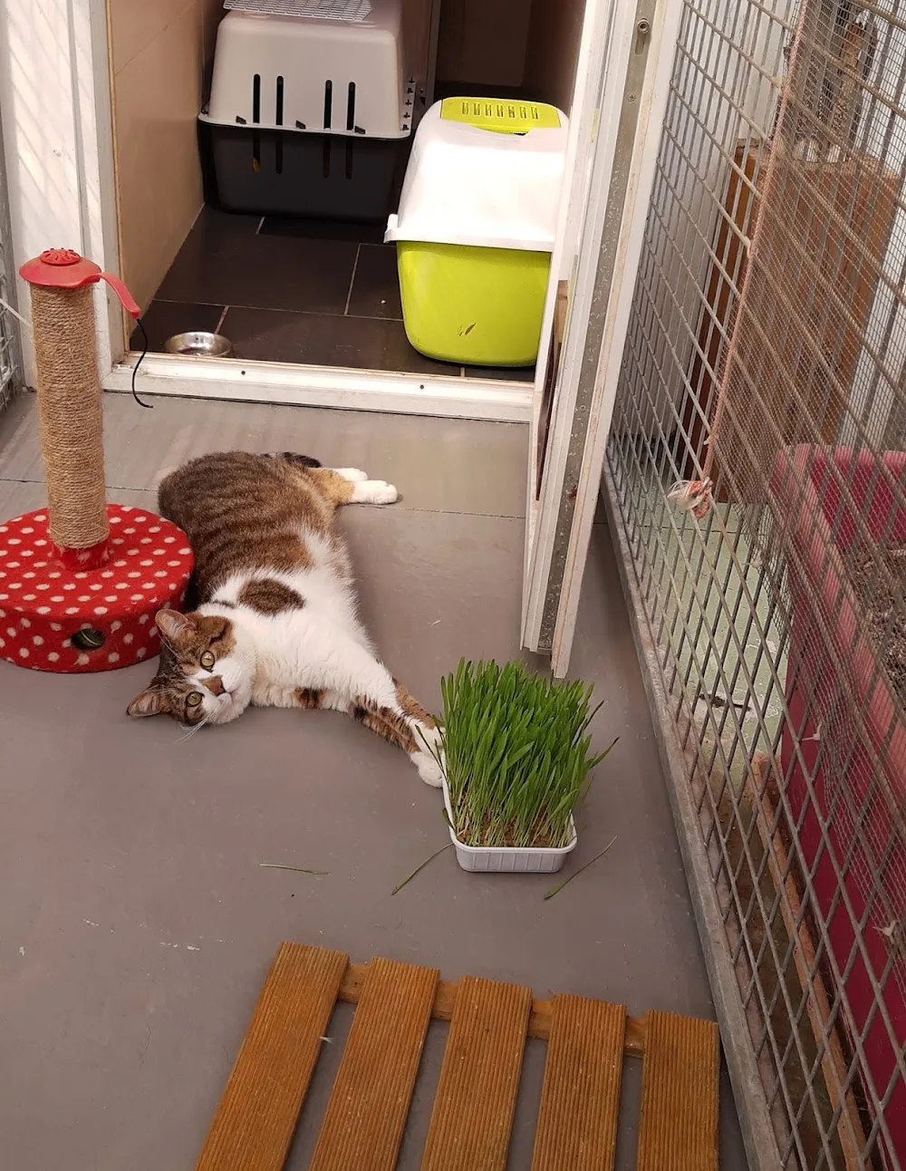 LE CHAT BOTTÉ - Grand-Est pet otel görseli 3