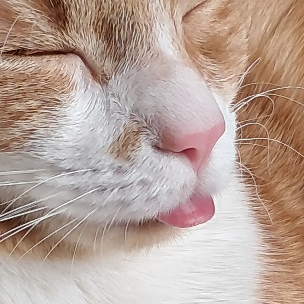 LE CHAT BOTTÉ - Grand-Est pet otel görseli 5