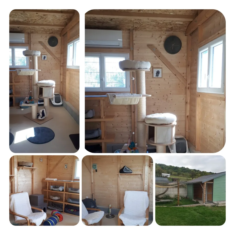 Le Domaine de Mirabelle pension chats - Grand-Est pet otel görseli 2