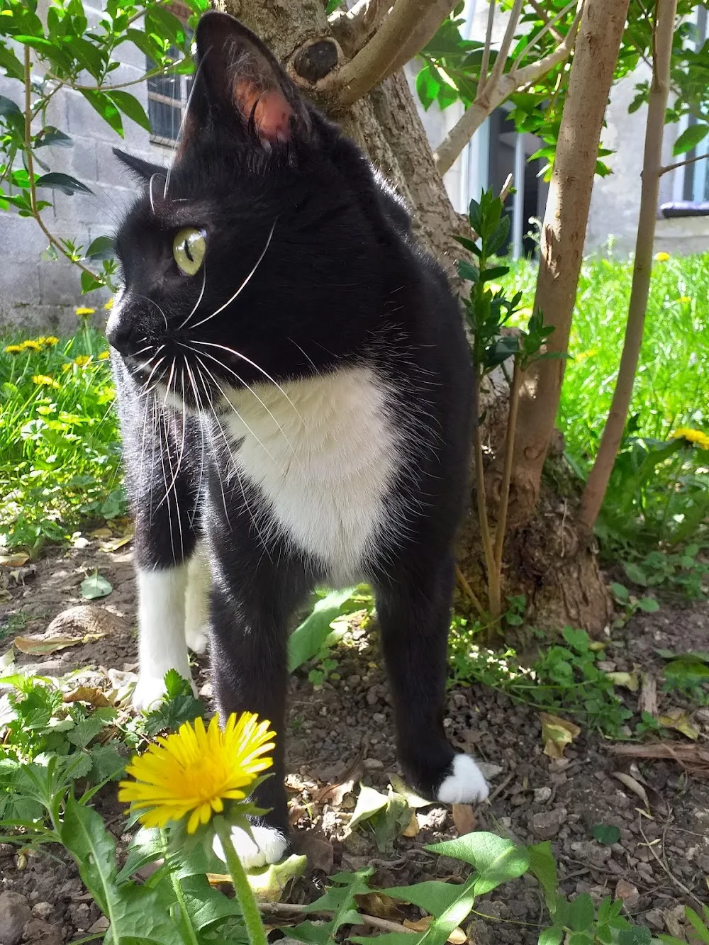 Le Mont des chats - Grand-Est pet otel görseli 3