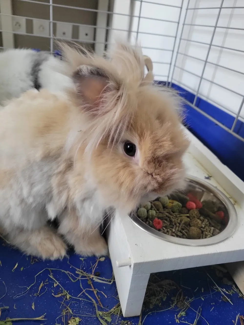 Les Amis d'Oslo - Pet Services - Grand-Est pet otel görseli 7