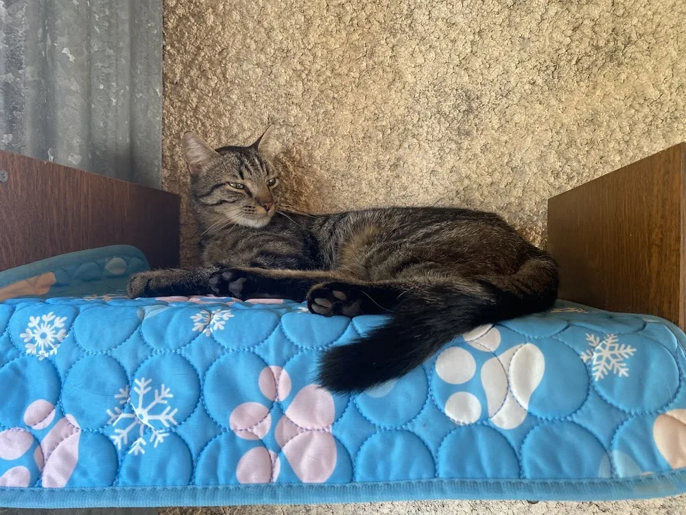 les entr'chats - Grand-Est pet otel görseli 2
