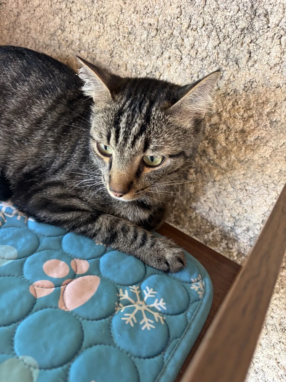les entr'chats - Grand-Est pet otel görseli 3