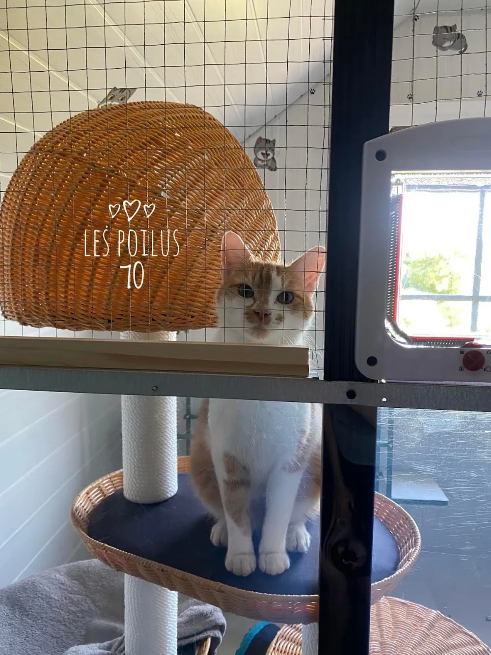 Les Poilus 70 GARDE ANIMAUX/PENSION CHIEN CHAT NAC Jessica&Jérôme - Grand-Est pet otel görseli 7