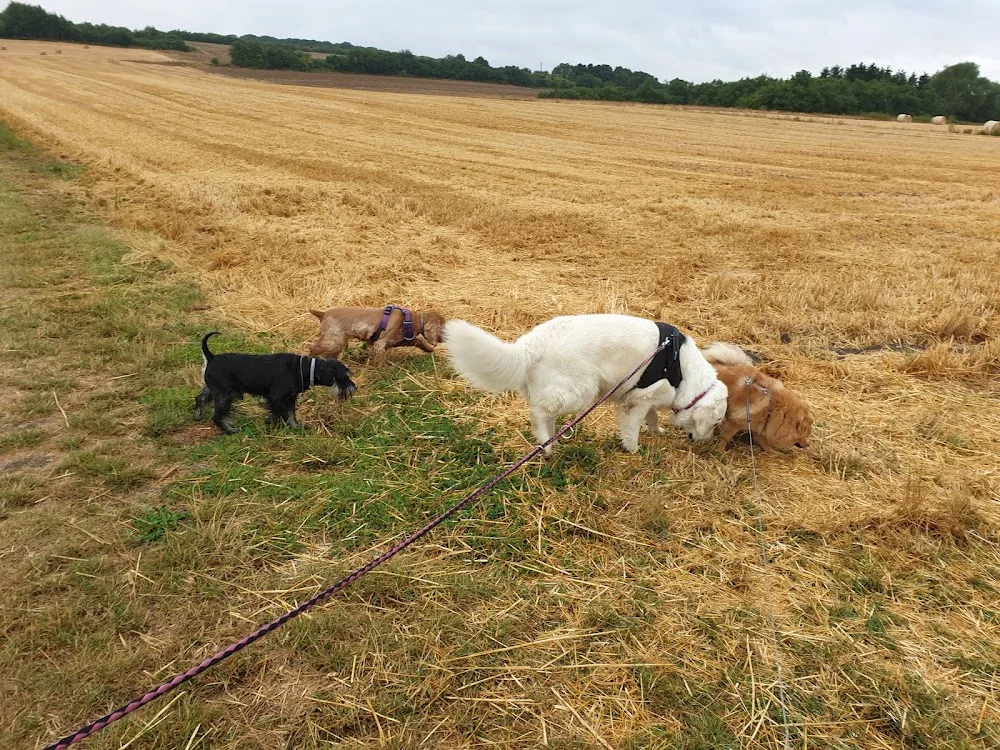 L'instant canin - Grand-Est pet otel görseli 2