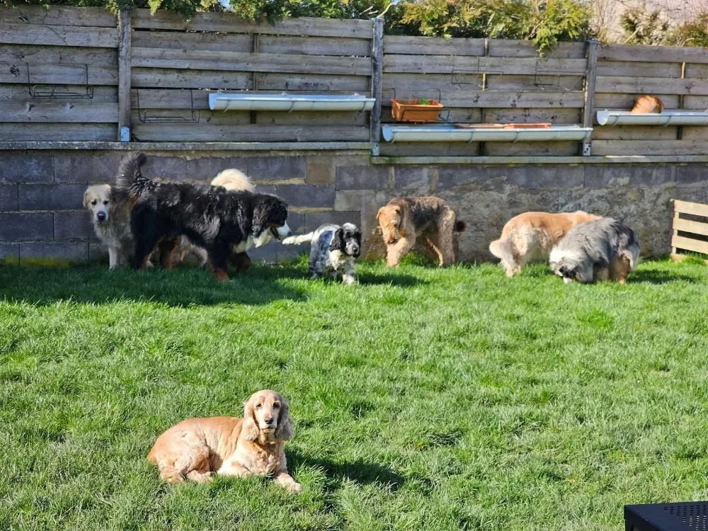 L'instant canin - Grand-Est pet otel görseli 3