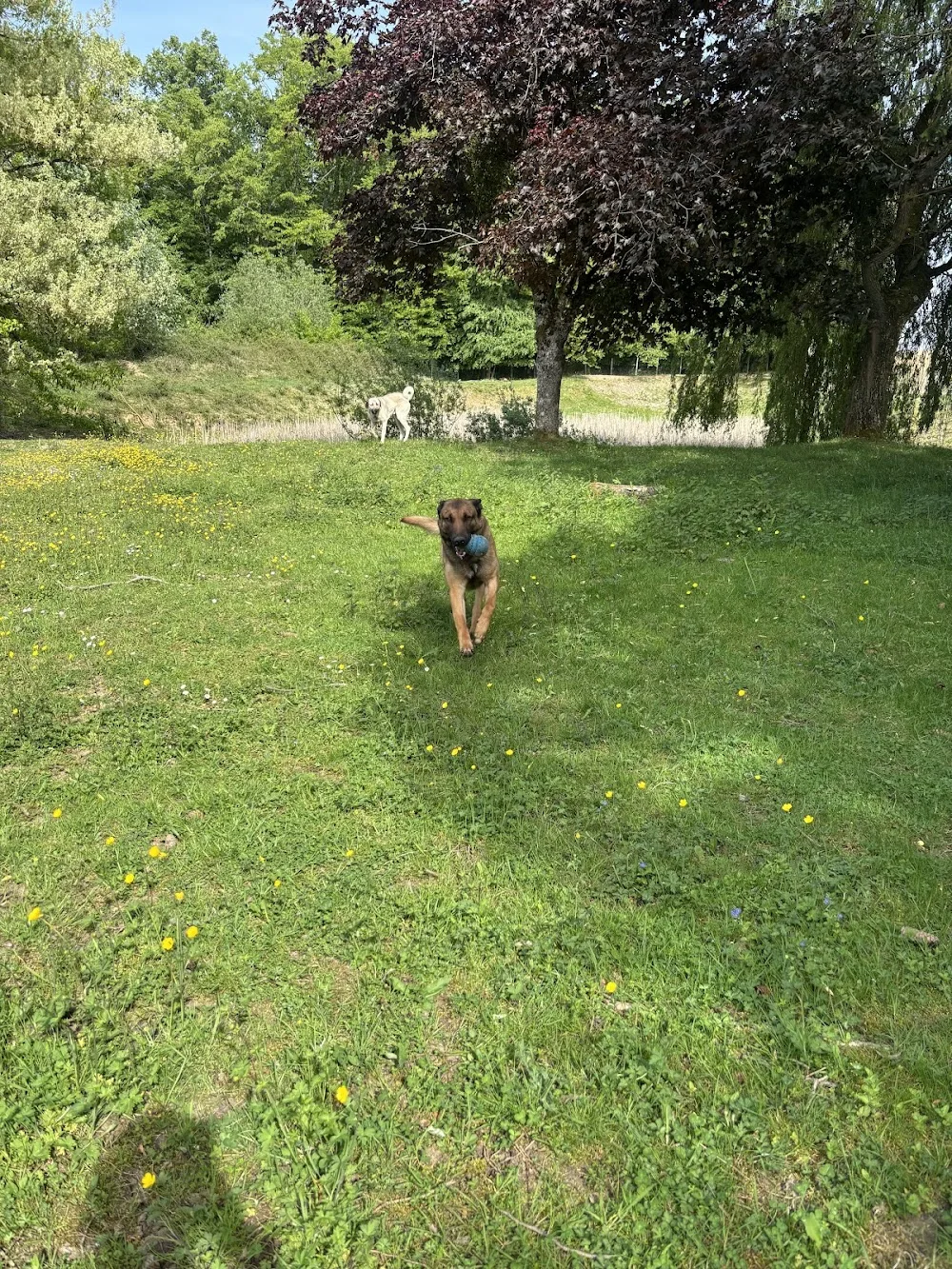 Pension canine Domaine du pré Forby - Grand-Est pet otel görseli 3