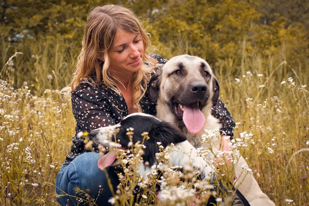 Pension canine Domaine du pré Forby - Grand-Est pet otel görseli 6