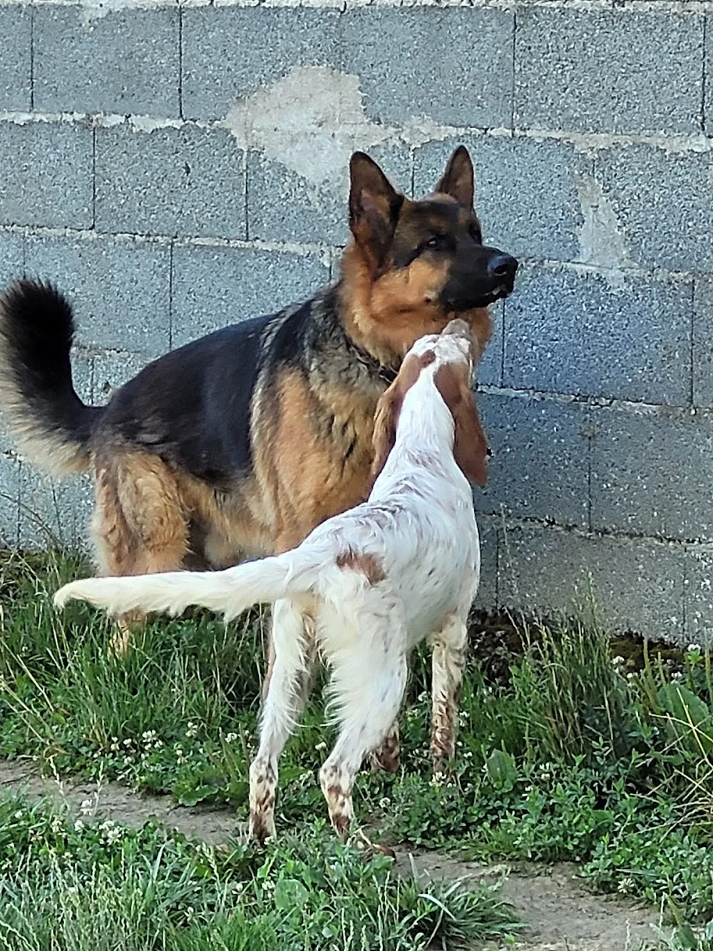 Pension Canine et Élevage des Sentiers de la Douyne - Grand-Est pet otel görseli 2