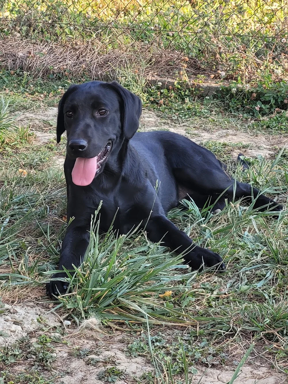 Pension Canine et Élevage des Sentiers de la Douyne - Grand-Est pet otel görseli 3