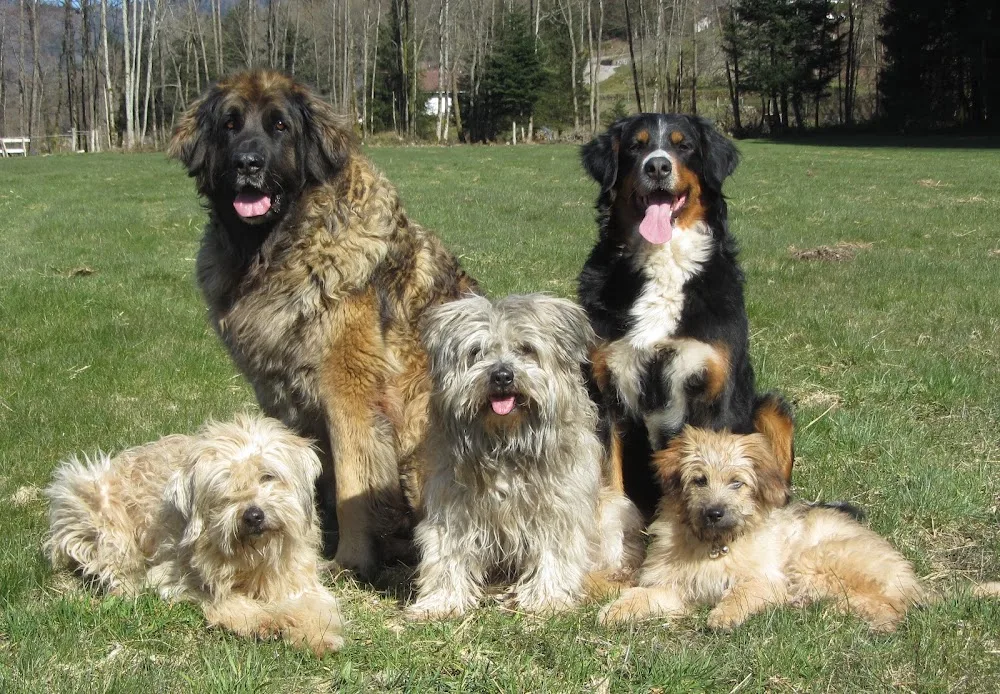 Pension Canine Familiale La Centaurée - Grand-Est pet otel