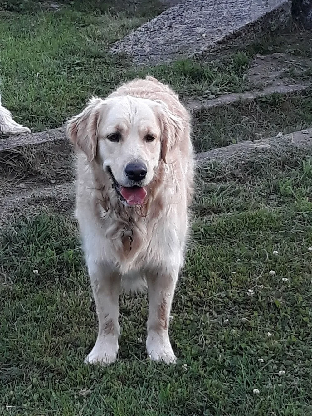 Pension Canine Familiale La Centaurée - Grand-Est pet otel görseli 3