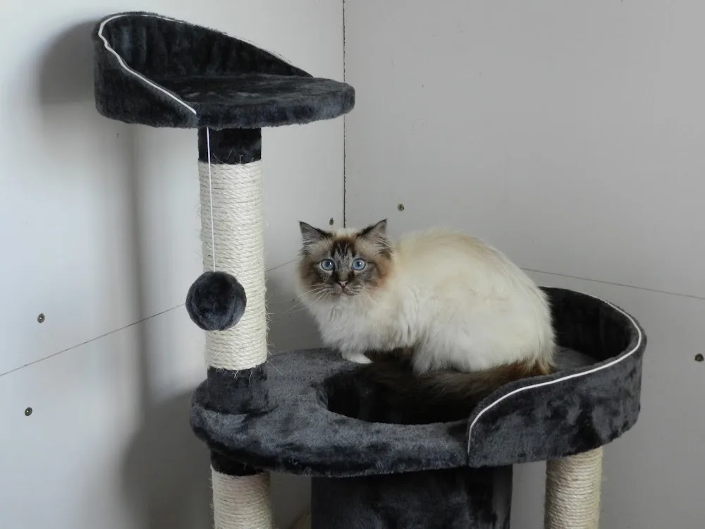 Pension Feline De Lorraine - Grand-Est pet otel görseli 3