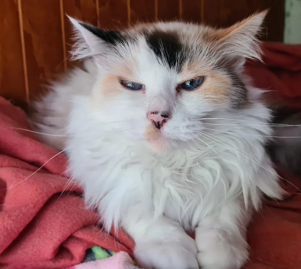 PENSION FELINE FLUTEMERLE - Grand-Est pet otel görseli 2