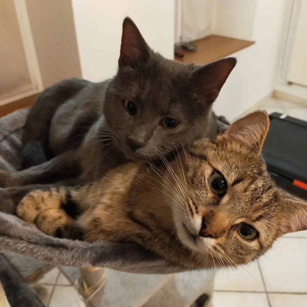 PENSION FELINE FLUTEMERLE - Grand-Est pet otel görseli 9