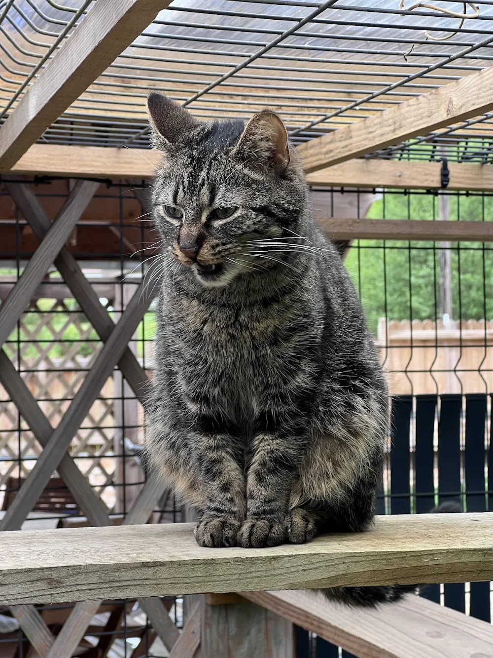 Pension féline La Chat'Made - Grand-Est pet otel görseli 6