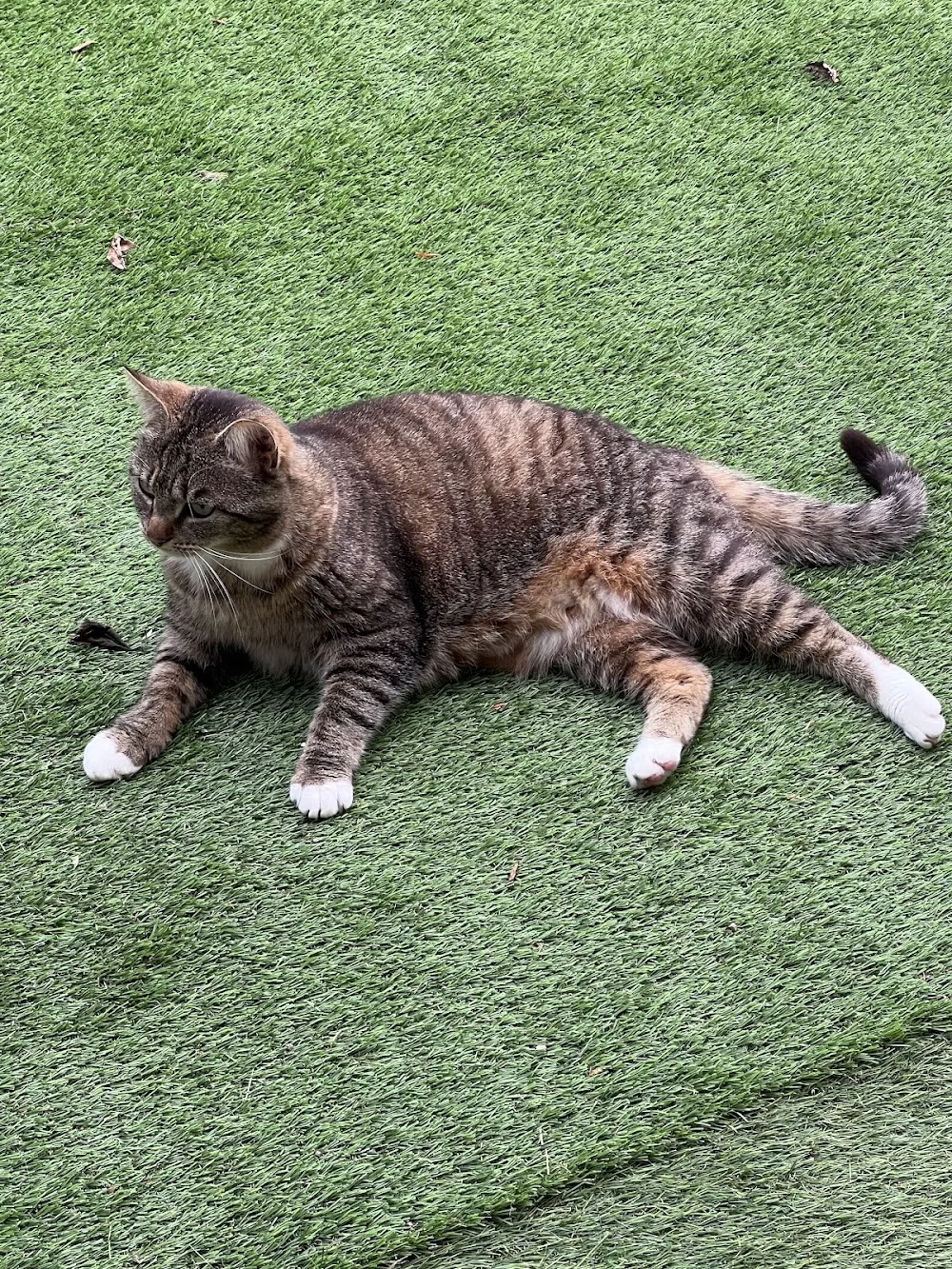 Pension féline La Chat'Made - Grand-Est pet otel görseli 7