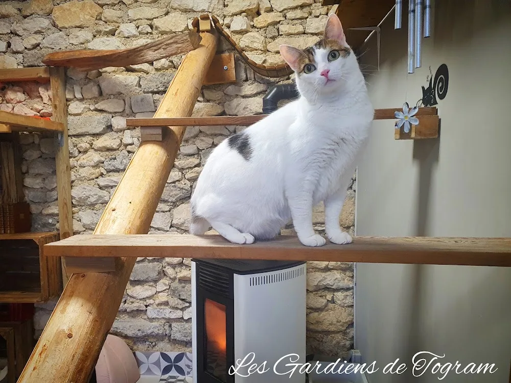Pension pour chats Les Gardiens de TOGRAM - Grand-Est pet otel görseli 3