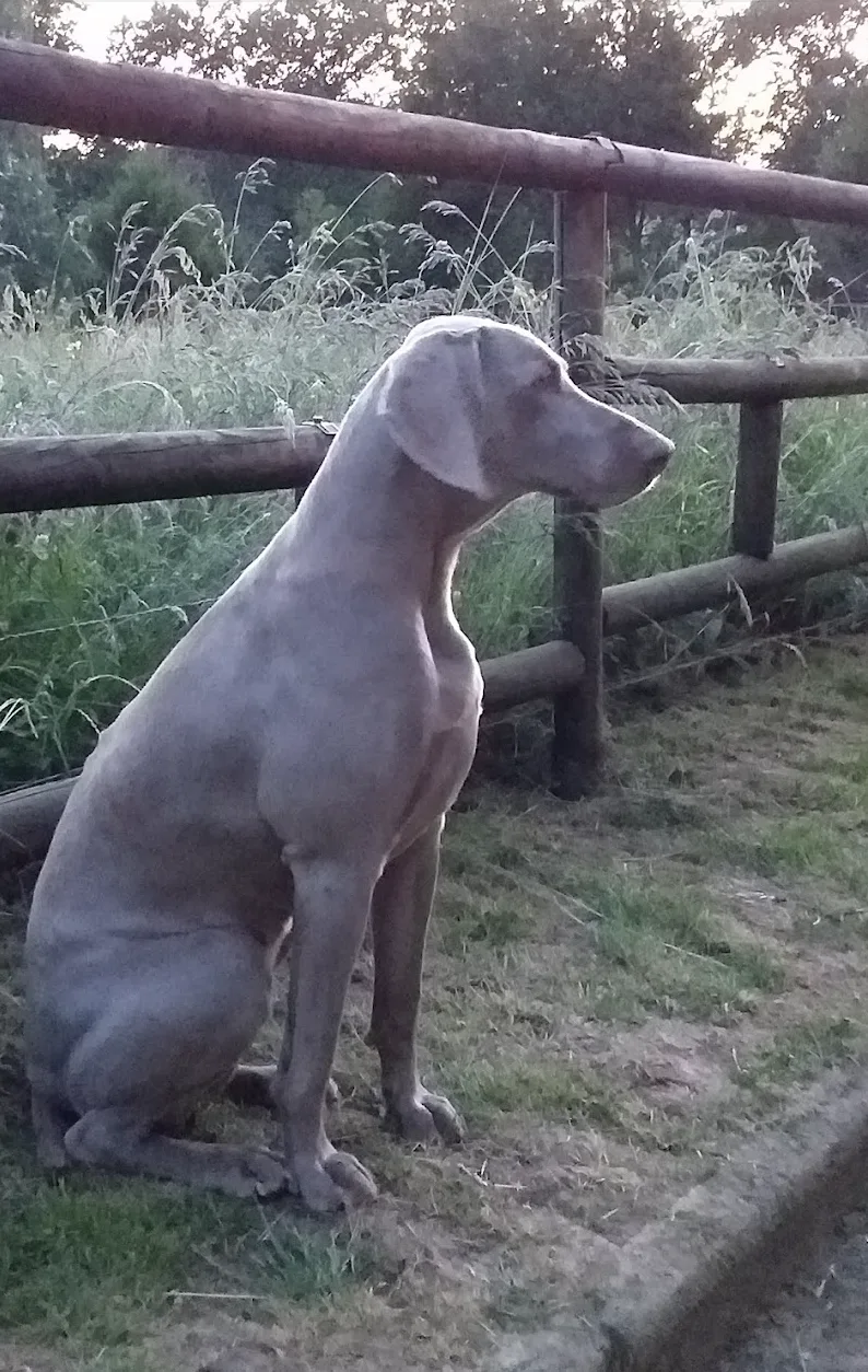 Ribierre Pension Chiens - Grand-Est pet otel görseli 2