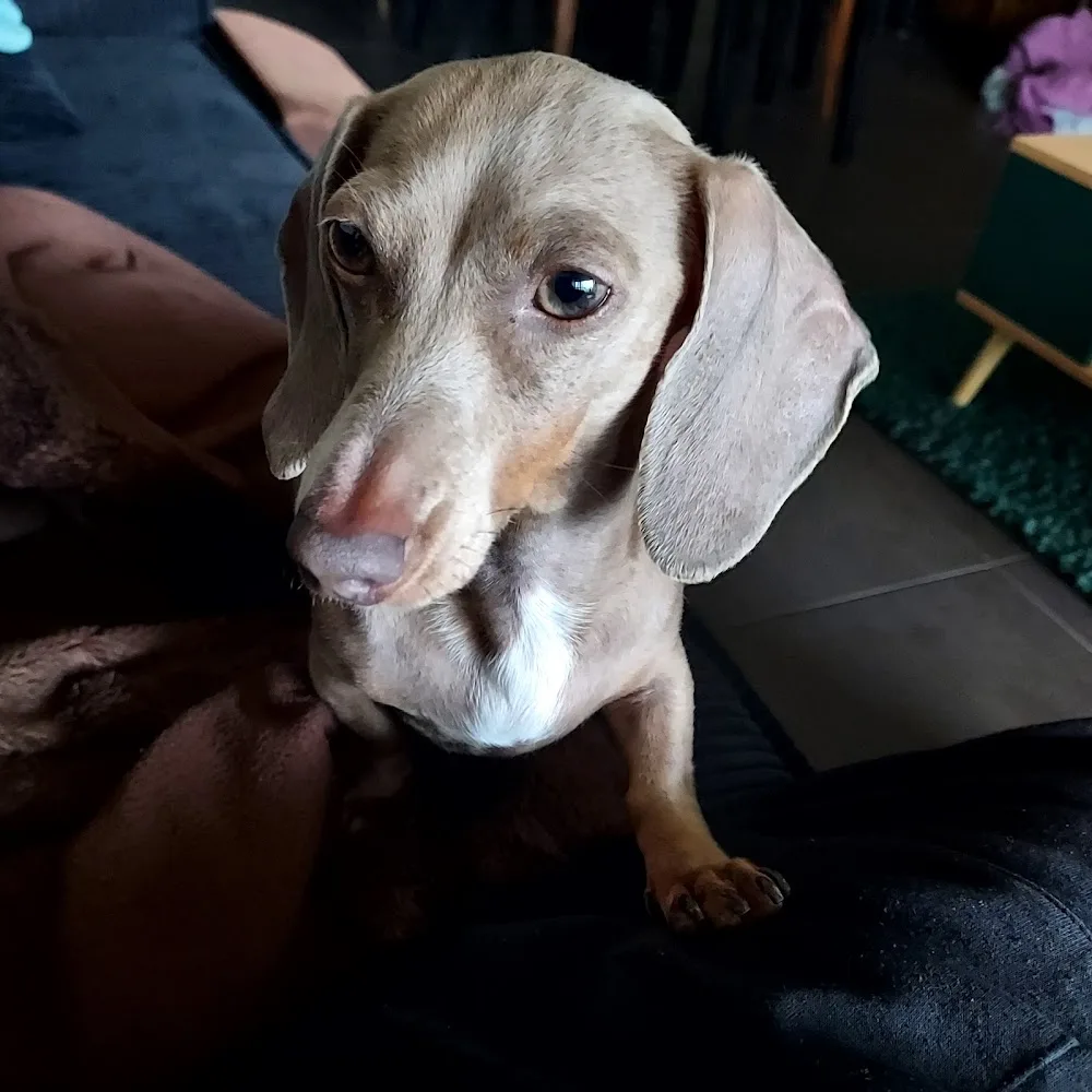 Ribierre Pension Chiens - Grand-Est pet otel görseli 7