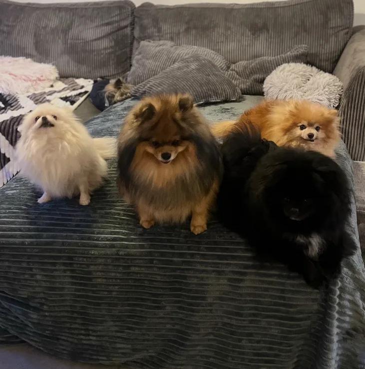 Un moment de bonheur pension canine familiale - Grand-Est pet otel
