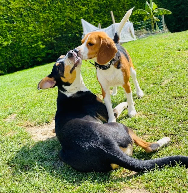 Un moment de bonheur pension canine familiale - Grand-Est pet otel görseli 3