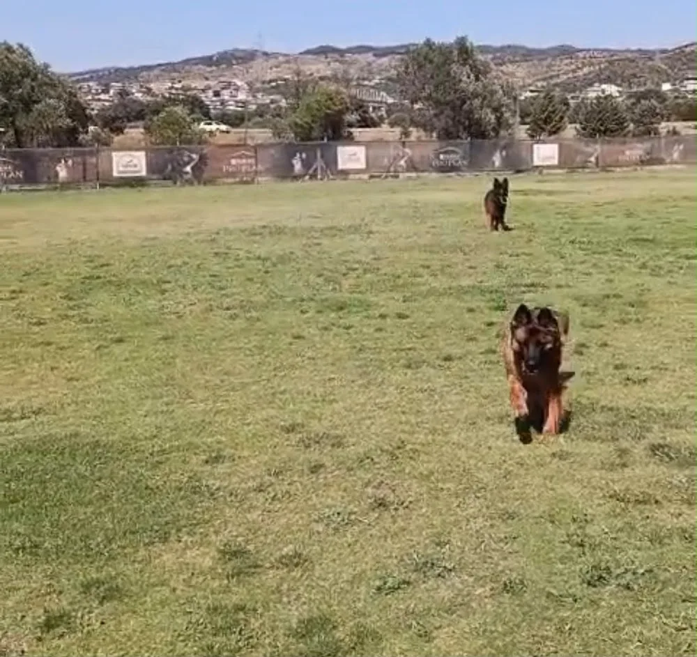 Grande Sole Dog Resort - Izmir pet otel görseli 7