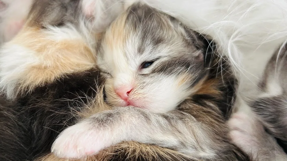 Allevamento maine coon Wilder Regenbogen - Pensione per gatti - Graubünden pet otel