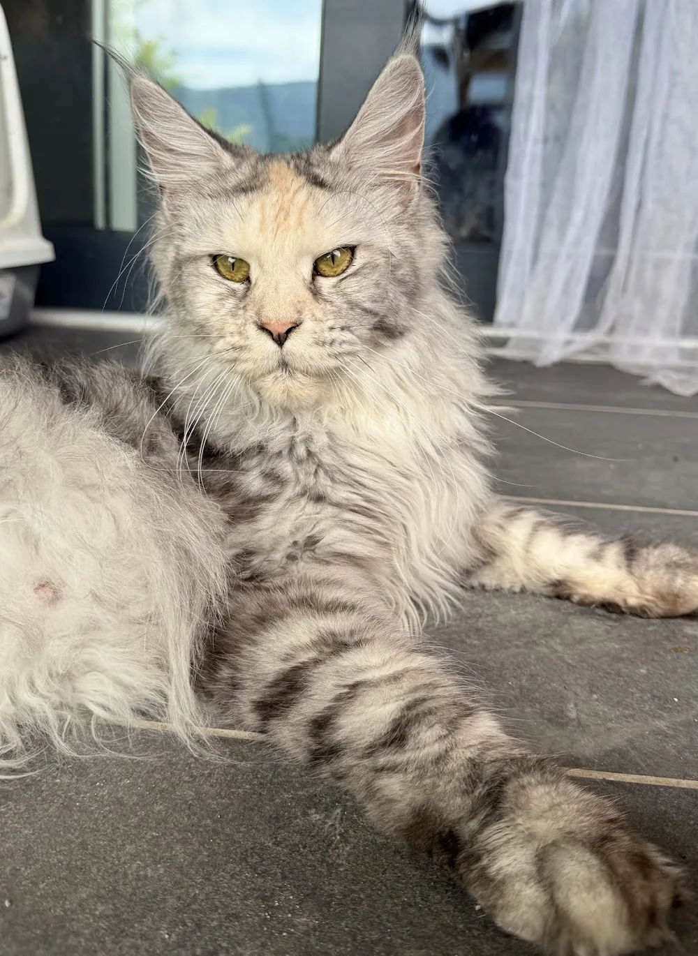 Allevamento maine coon Wilder Regenbogen - Pensione per gatti - Graubünden pet otel görseli 3
